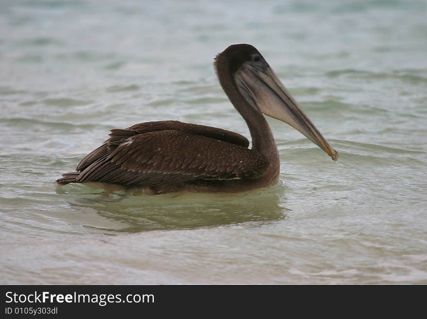 Pelican Swimming