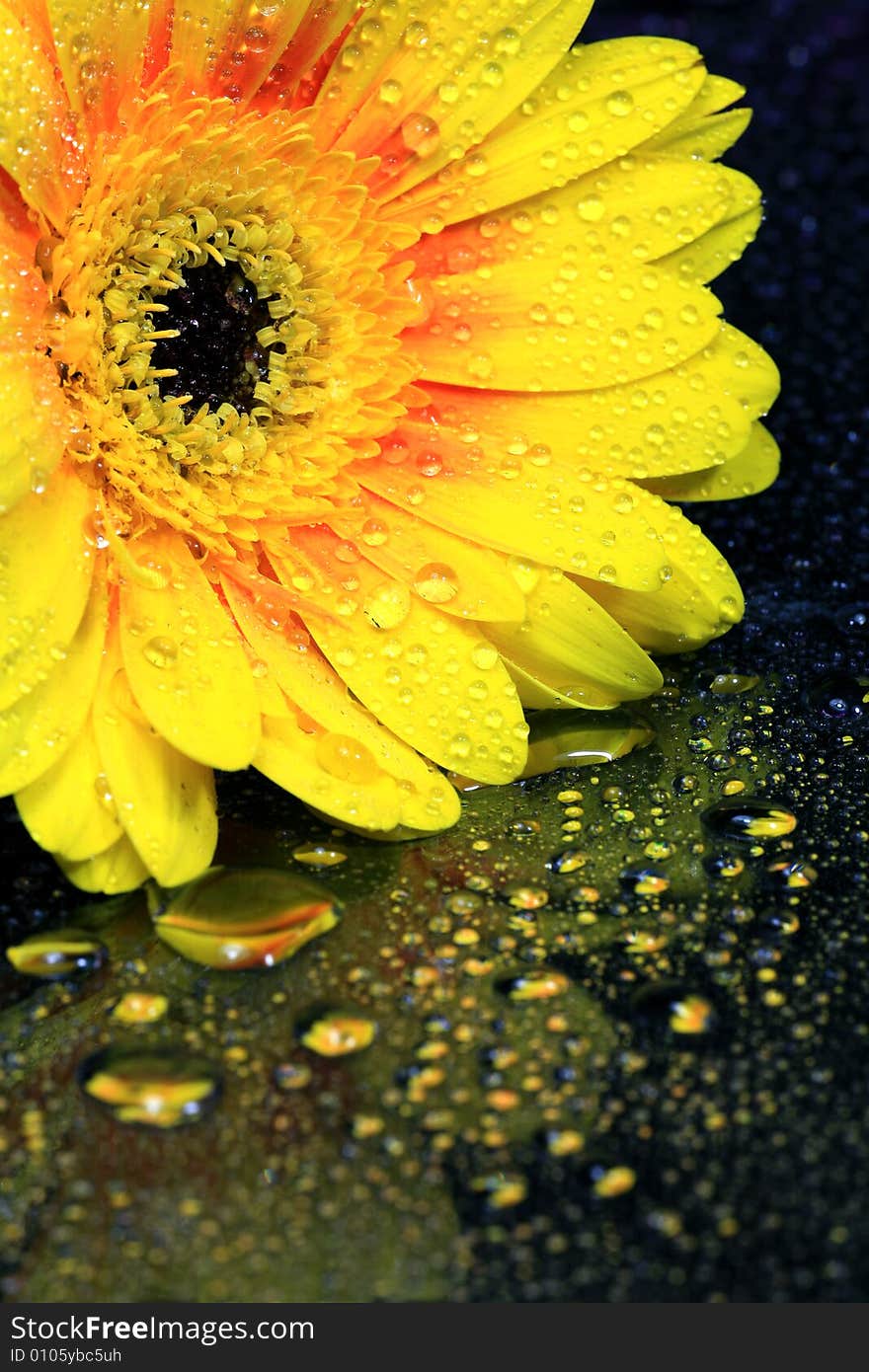 Yellow Gerbera Daisy with Water Drops on Glass