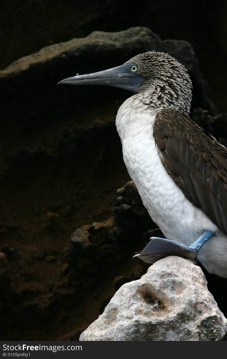 A Blue-footed Bobbies in Galapagos Islands, Ecuador. A Blue-footed Bobbies in Galapagos Islands, Ecuador.