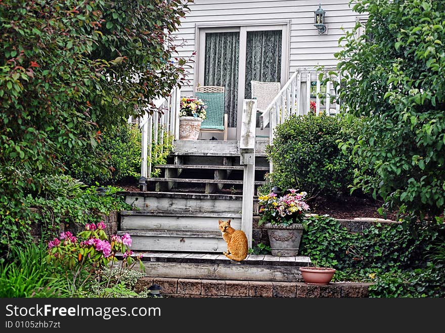 Gold cat sitting on rustic steps of a country home. Gold cat sitting on rustic steps of a country home.