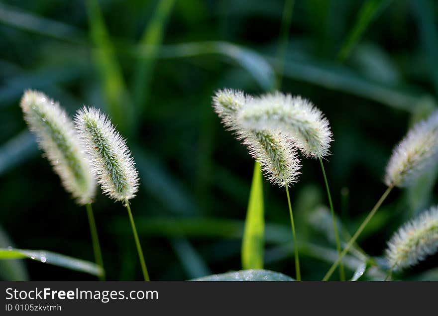 The green bristle grass in the morning in Chengdu,west of China