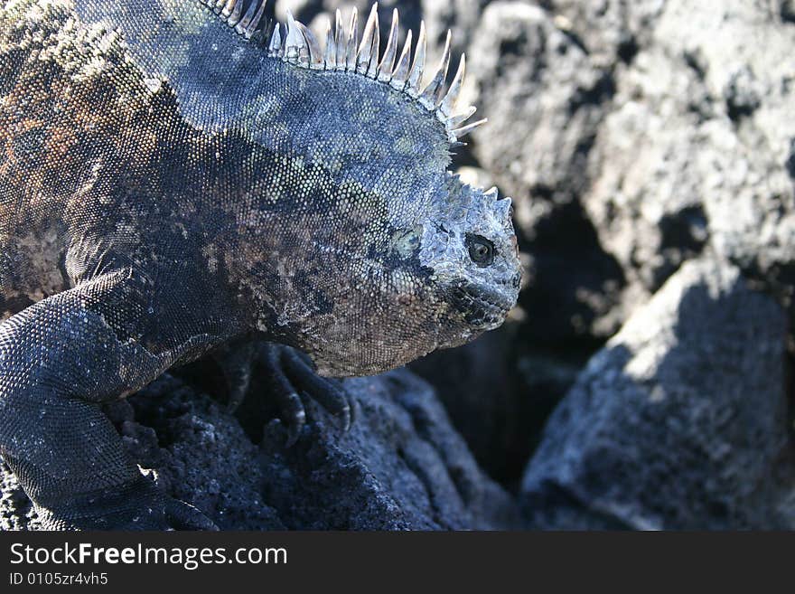 Sea Iguana