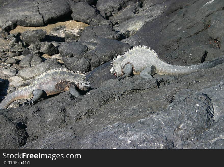 Fighting Sea Iguanas