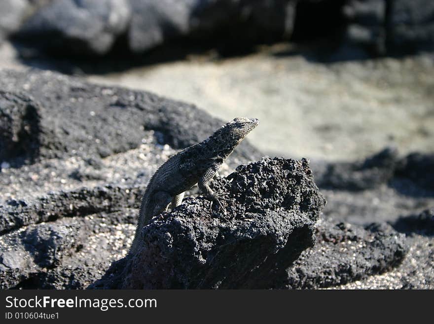 A sand lizard on a rock in the Galpagos Islands, Ecuador.