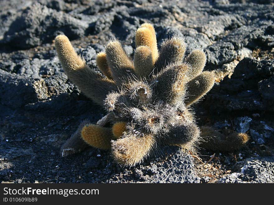 A cactus as seen on the Galapagos Islands, Ecudor. A cactus as seen on the Galapagos Islands, Ecudor.