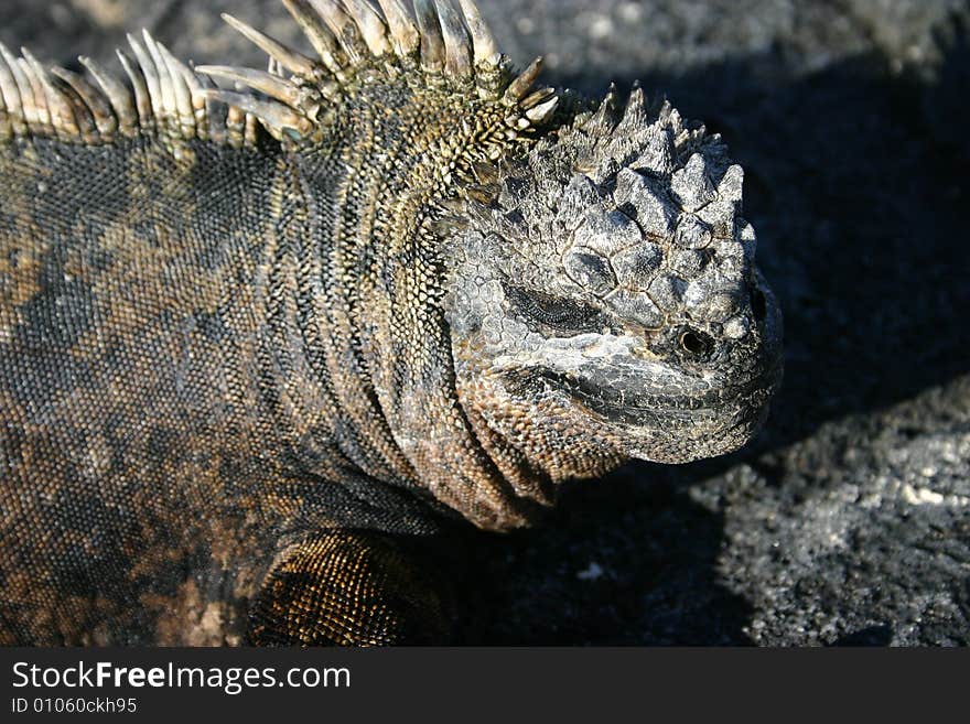 Iguana Profile