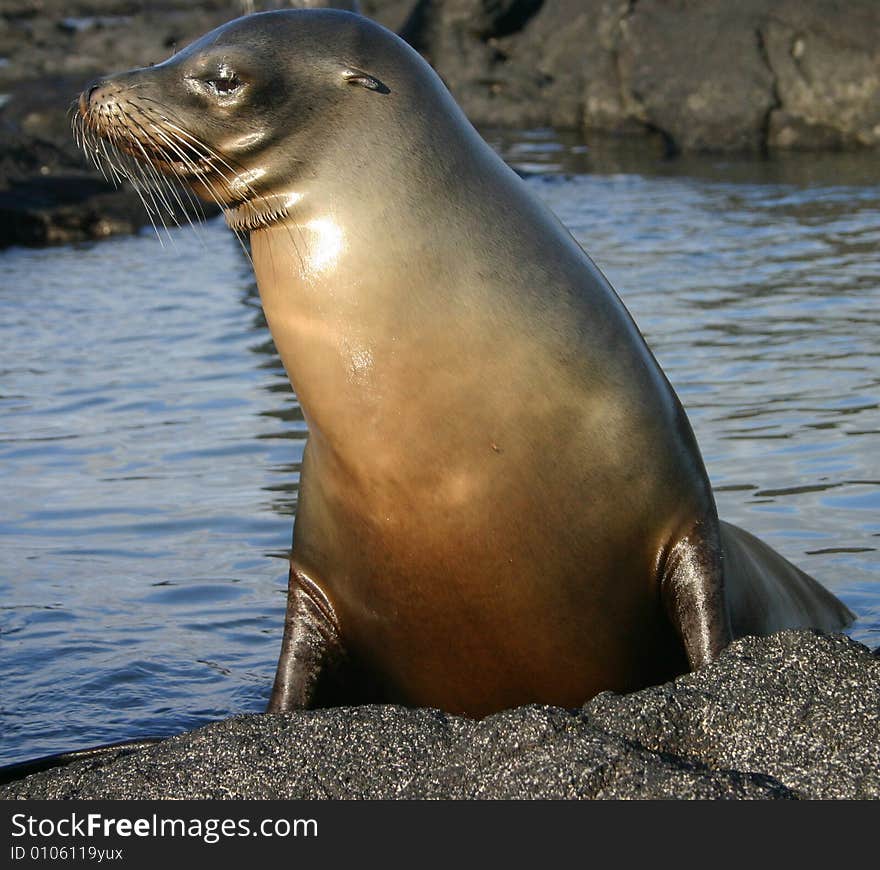 Sea Lion with Water