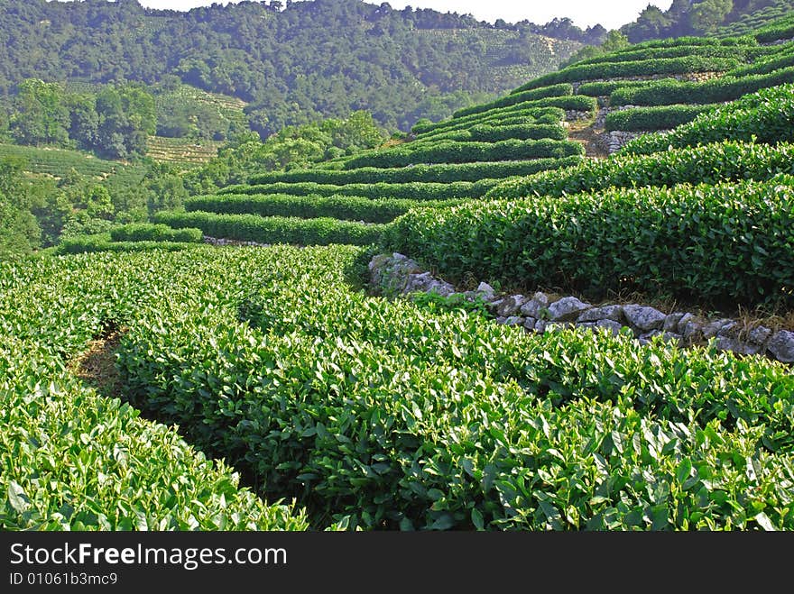 Rows of fresh green tea trees on slope. Rows of fresh green tea trees on slope