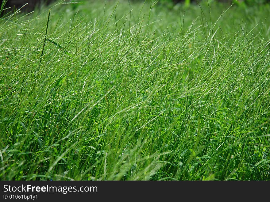 Fresh green wild grass in sunny summer morning. Fresh green wild grass in sunny summer morning