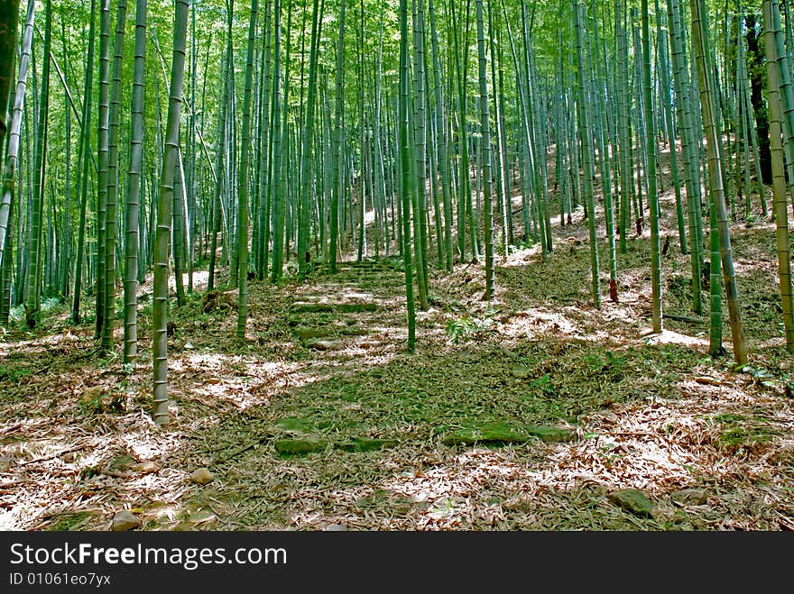 An ancient stone steps in bamboo forest