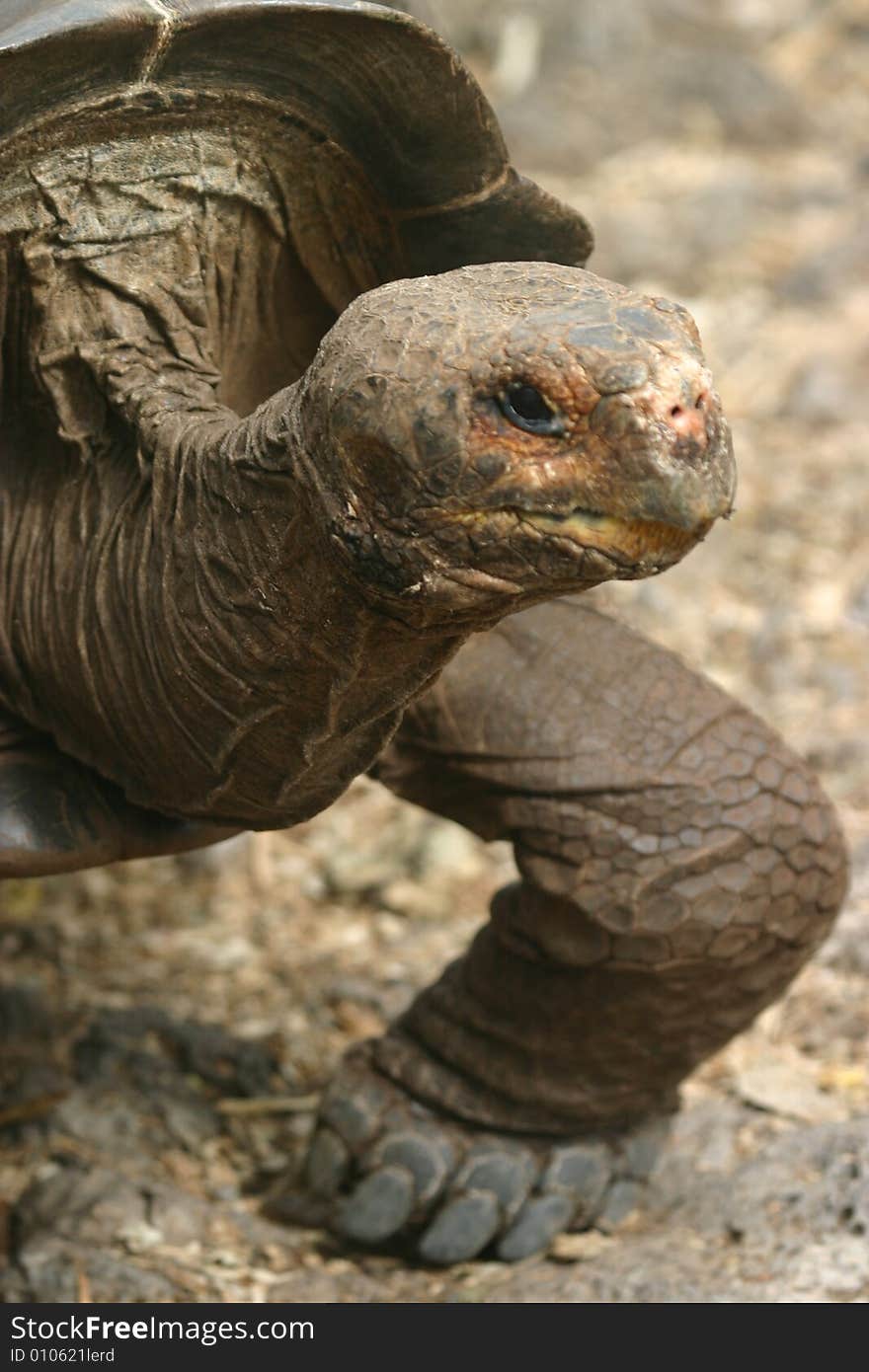 Tortoise Profile