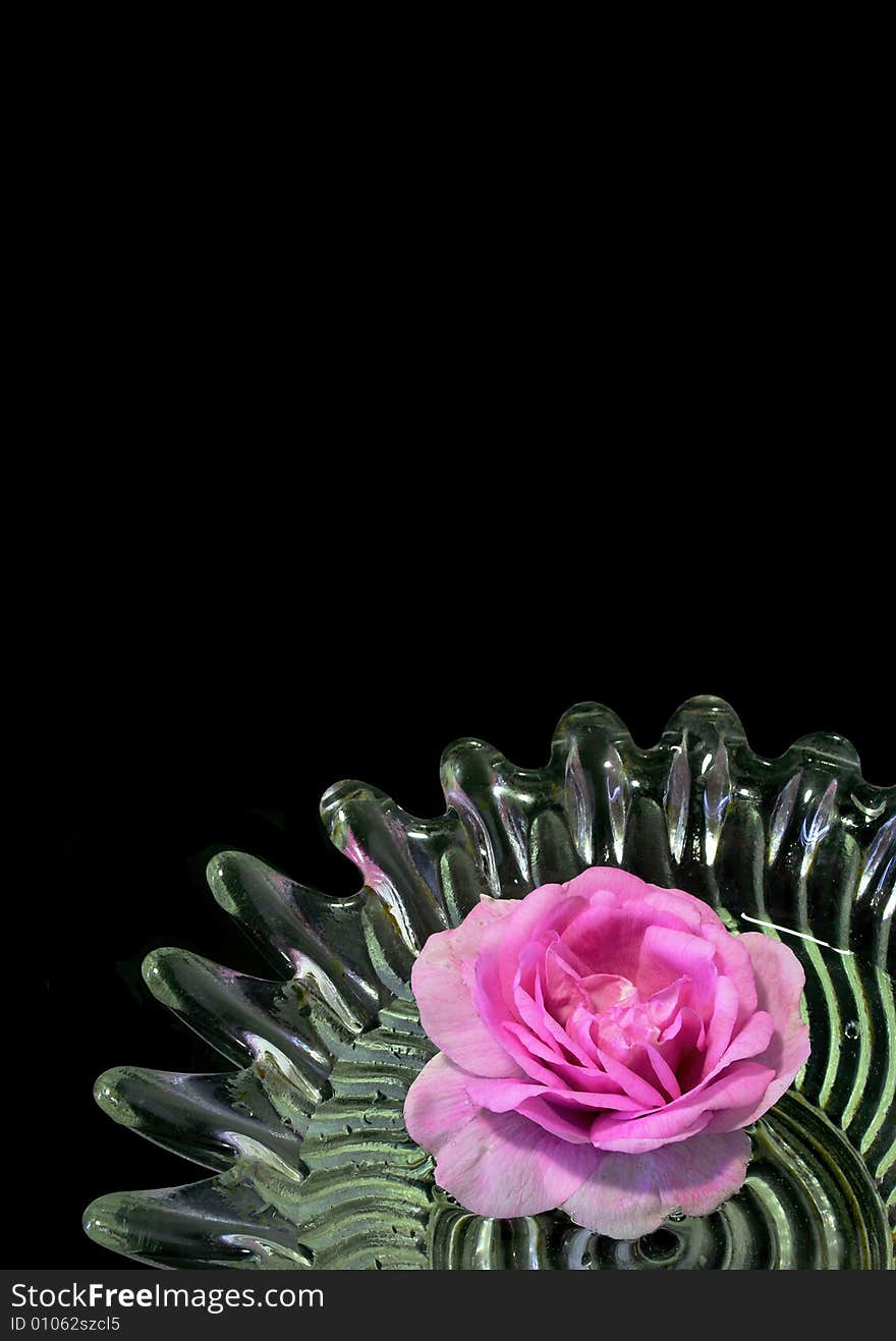 Flower of a rose in a glass transparent vase on a black background.