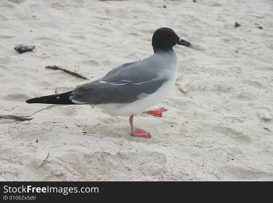 Bird On Beach