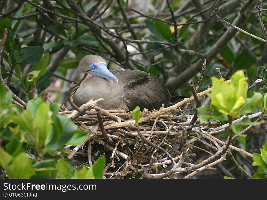 A bird on a tree in the Galapagos Islands. A bird on a tree in the Galapagos Islands.