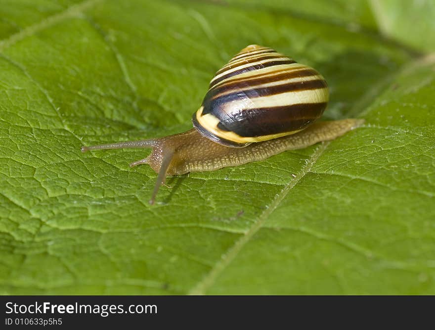 Macro shot of a snail crawling on a leaf. Macro shot of a snail crawling on a leaf