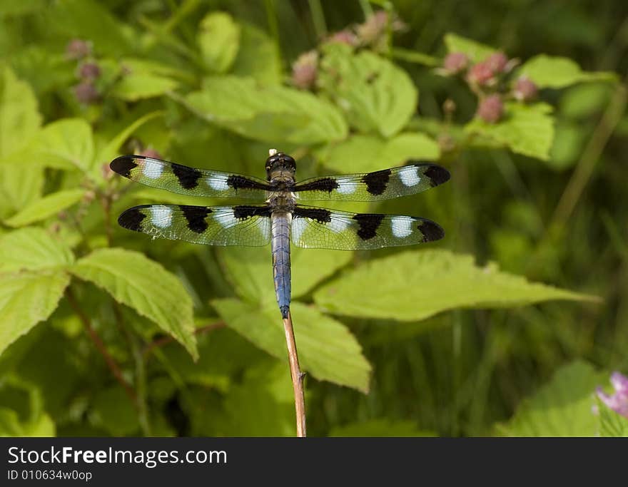 Dragonfly Resting On A Branch