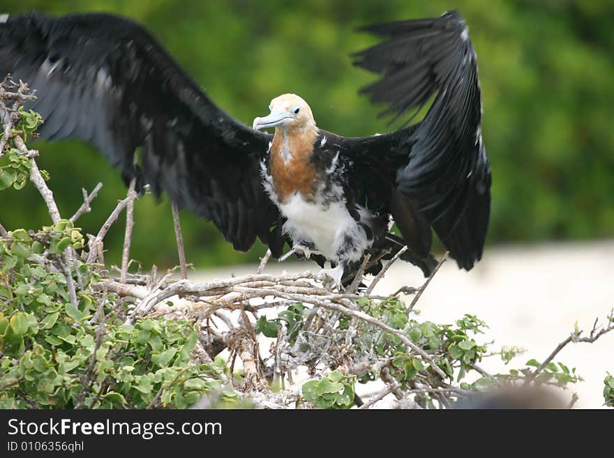 A bird on a tree in the Galapagos Islands. A bird on a tree in the Galapagos Islands.