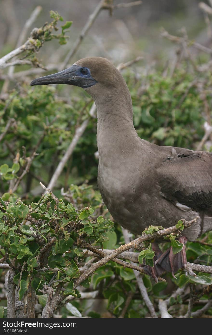 Ecuador Bird