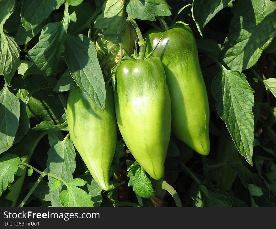 Close up of green peppers in a vegetable garden. Close up of green peppers in a vegetable garden