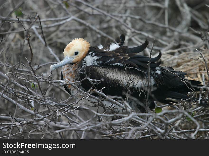 A bird on a tree in the Galapagos Islands. A bird on a tree in the Galapagos Islands.