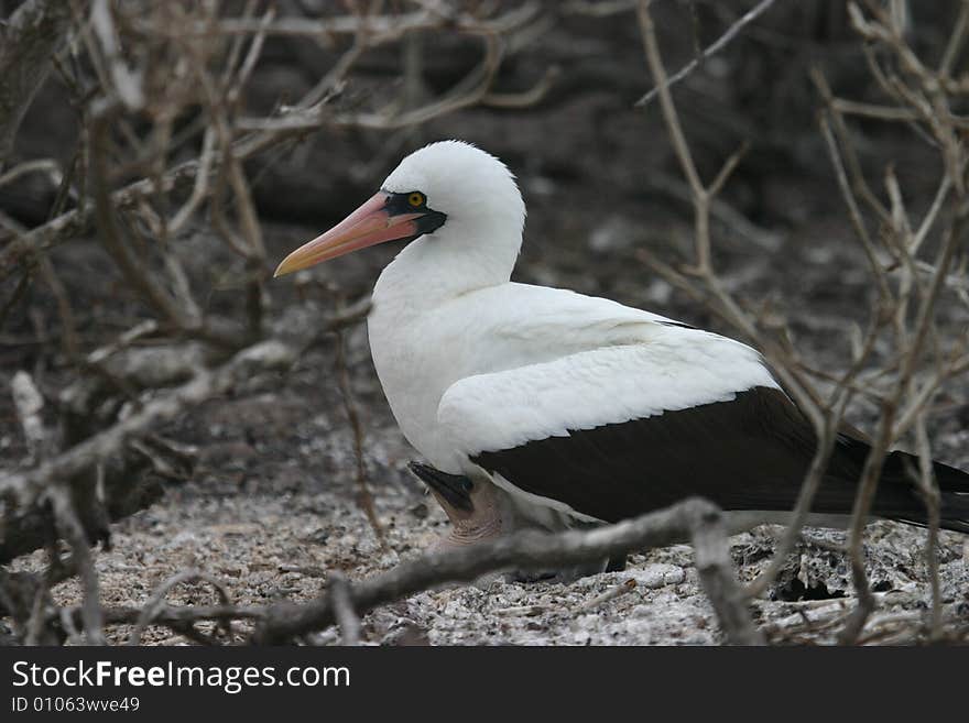 A bird on a tree in the Galapagos Islands. A bird on a tree in the Galapagos Islands.