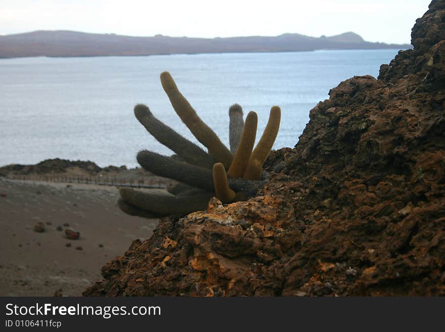 A scenic view of Galapagos Islands with a cactus. A scenic view of Galapagos Islands with a cactus.