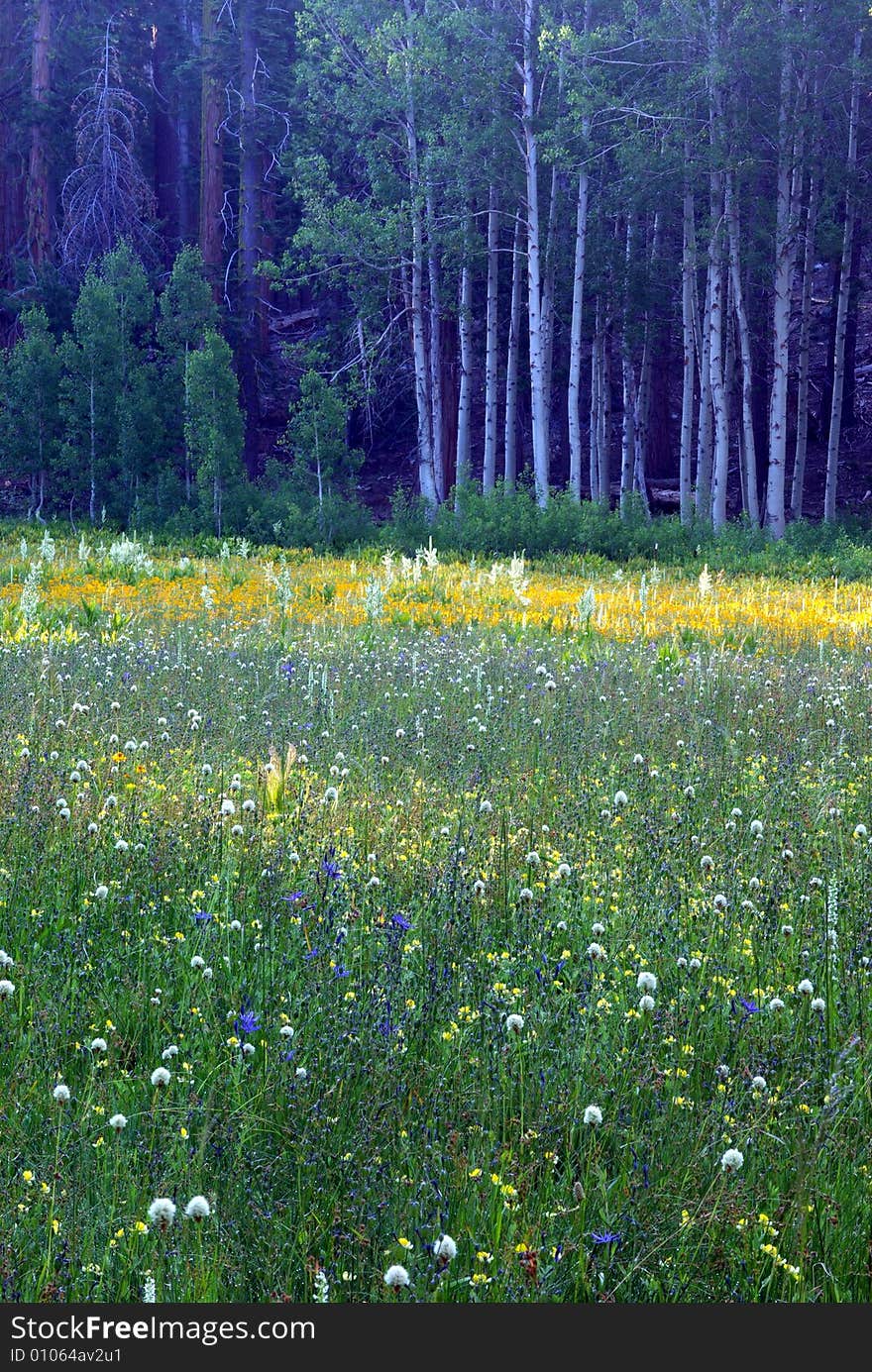 Sierra Meadow At Early Morning