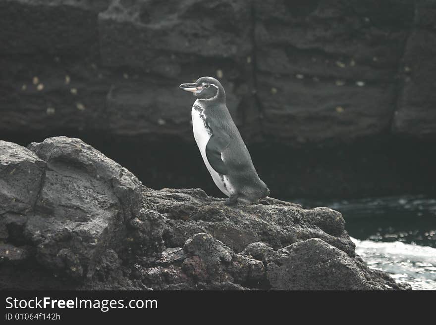 Penguin Walking