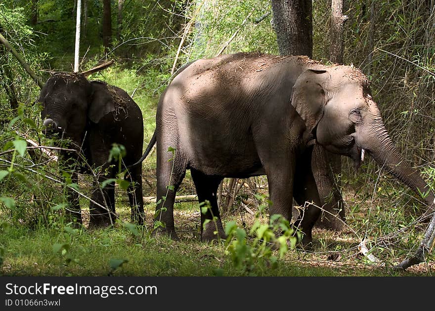 Elephants bathing in the mud deep inside forest. Elephants bathing in the mud deep inside forest