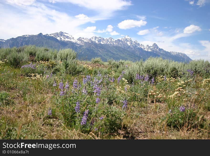 Tetons And Wildflowers