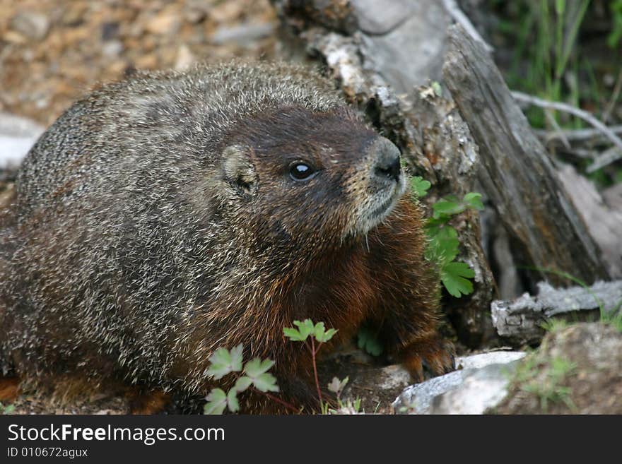 Yellow-Bellied Marmot