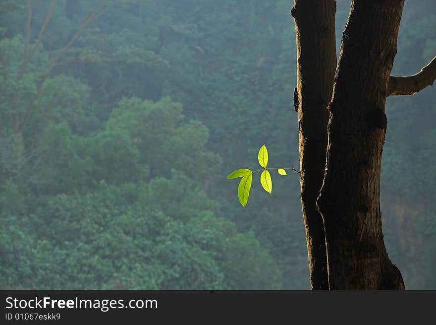 Tree and green leaf in the park