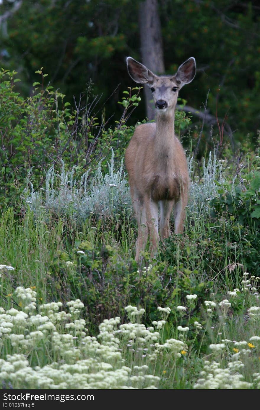 Mule Deer In The Flowers