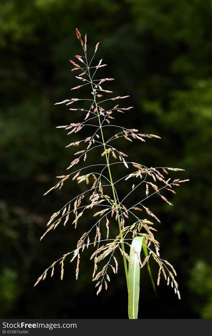 Grass Seed