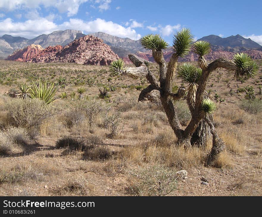 Joshua Tree In Red Rock Canyon