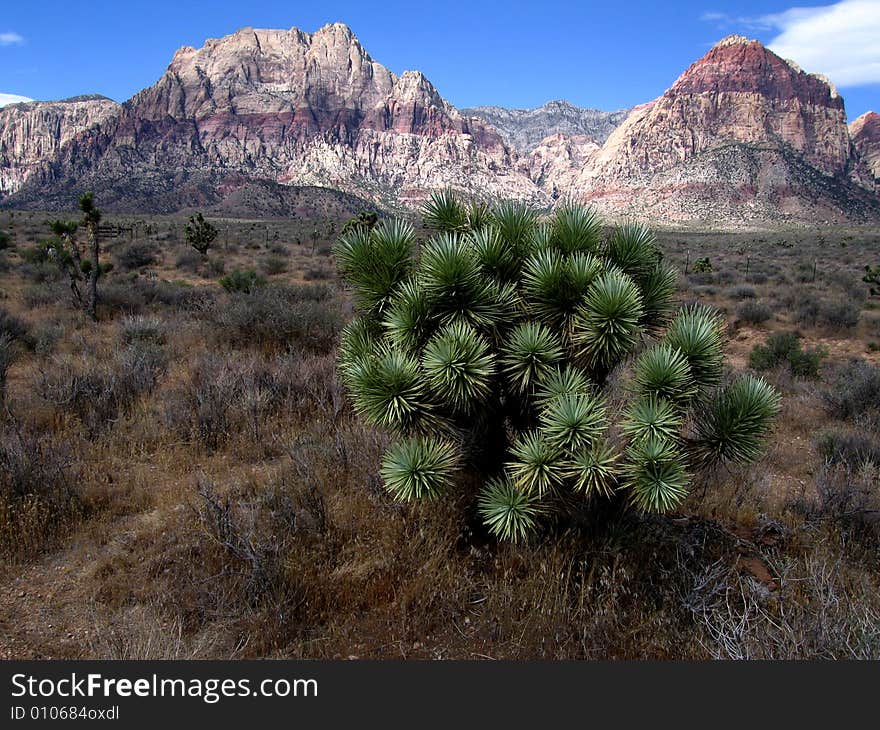 Red Rock Canyon and Joshua