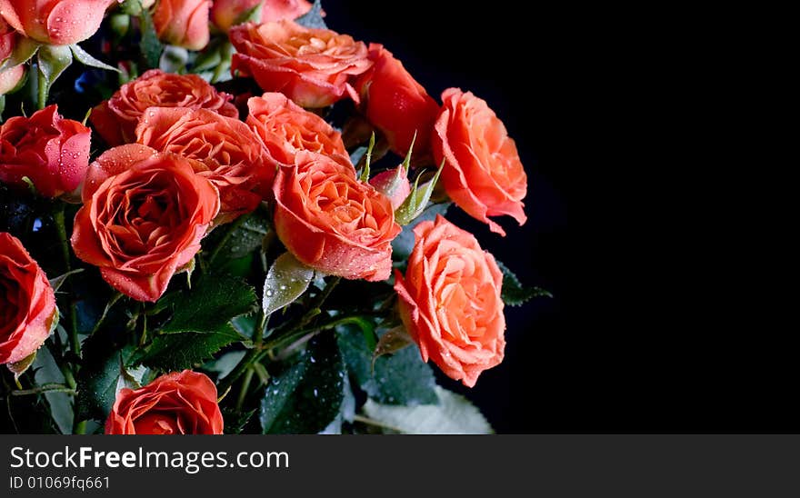 Beautiful wet roses on black background