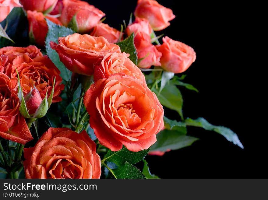 Beautiful wet roses on black background