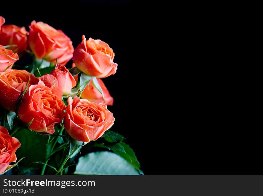 Beautiful wet roses on black background