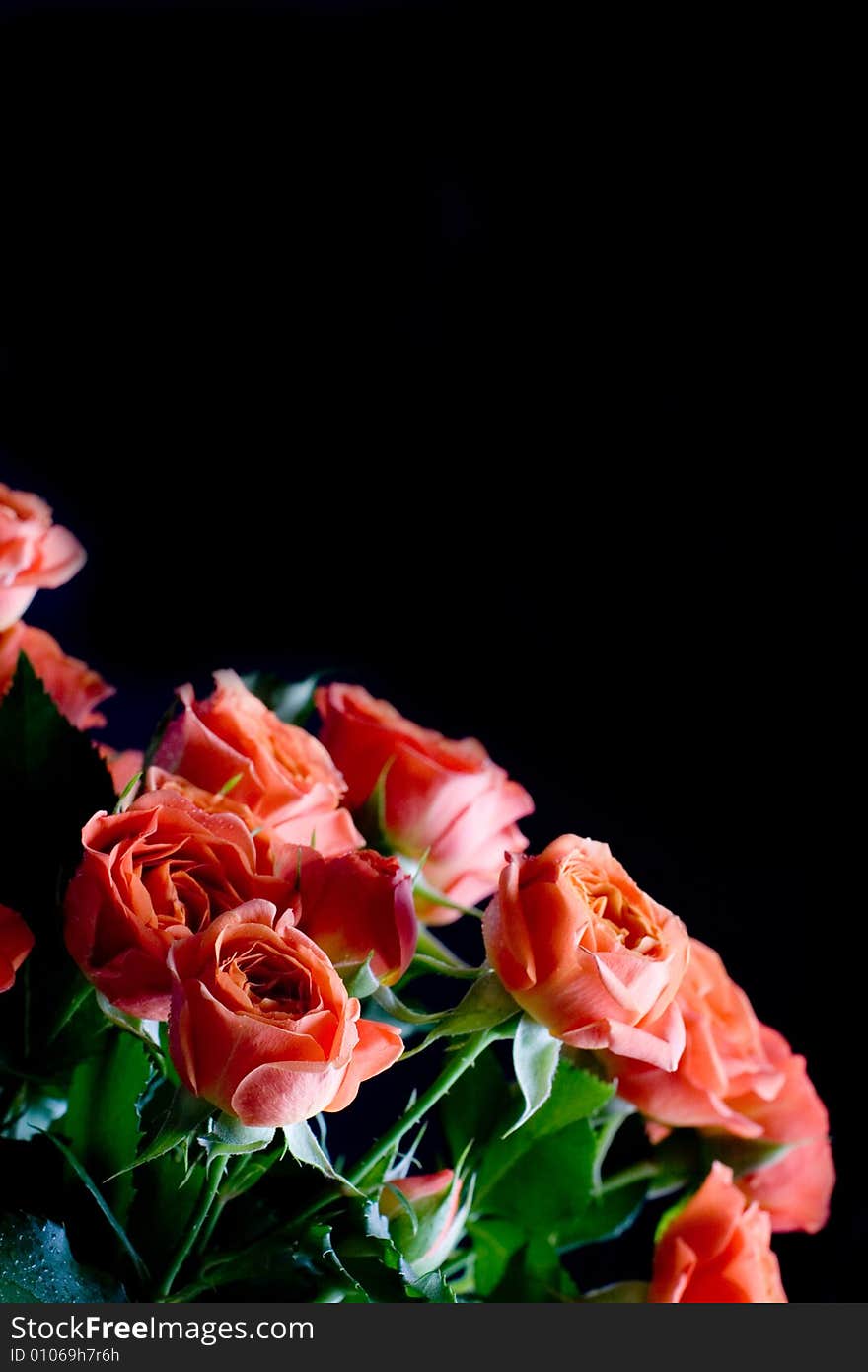 Beautiful wet roses on black background