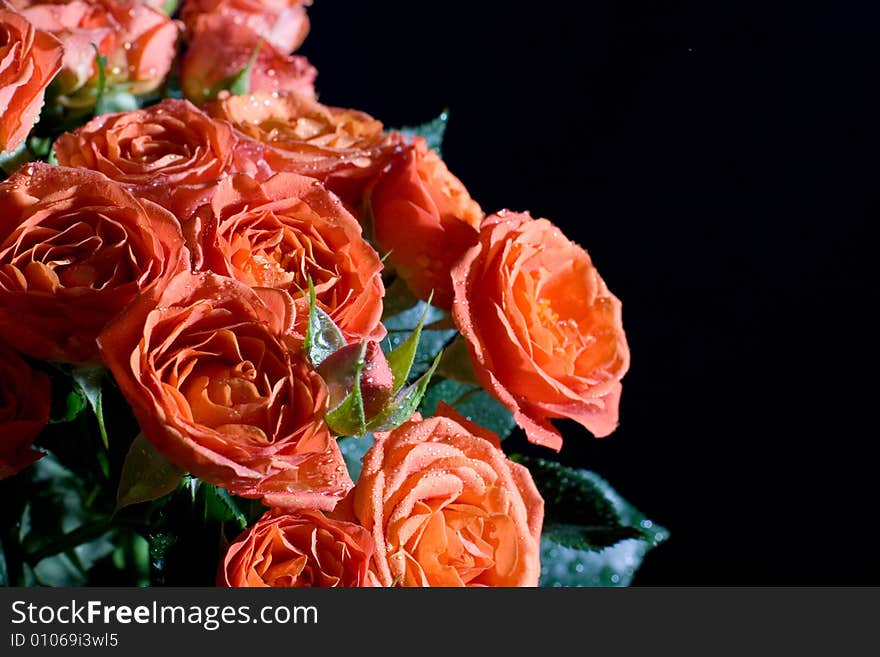 Beautiful wet roses on black background