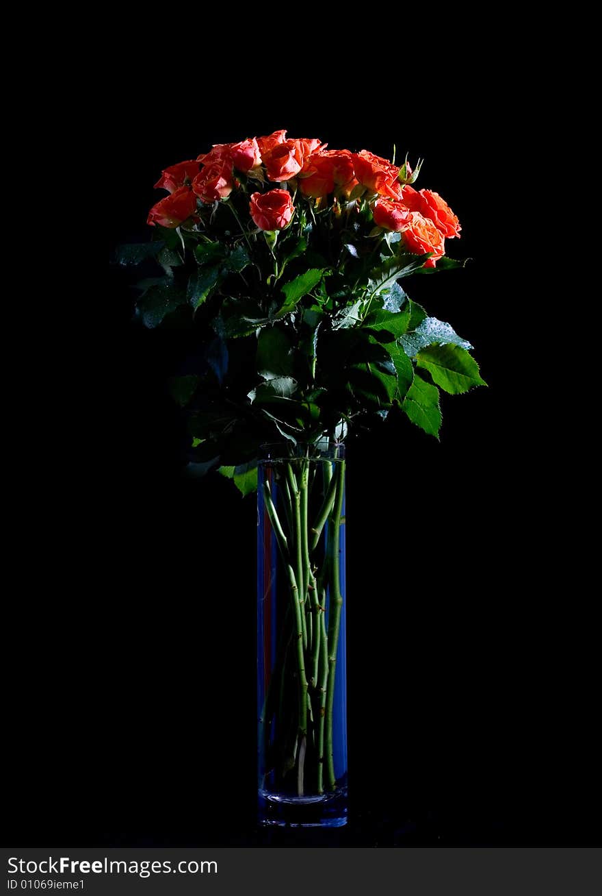 Beautiful wet roses in a blue vase on black background