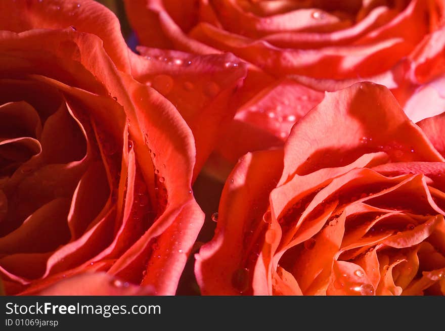 Beautiful Wet Roses