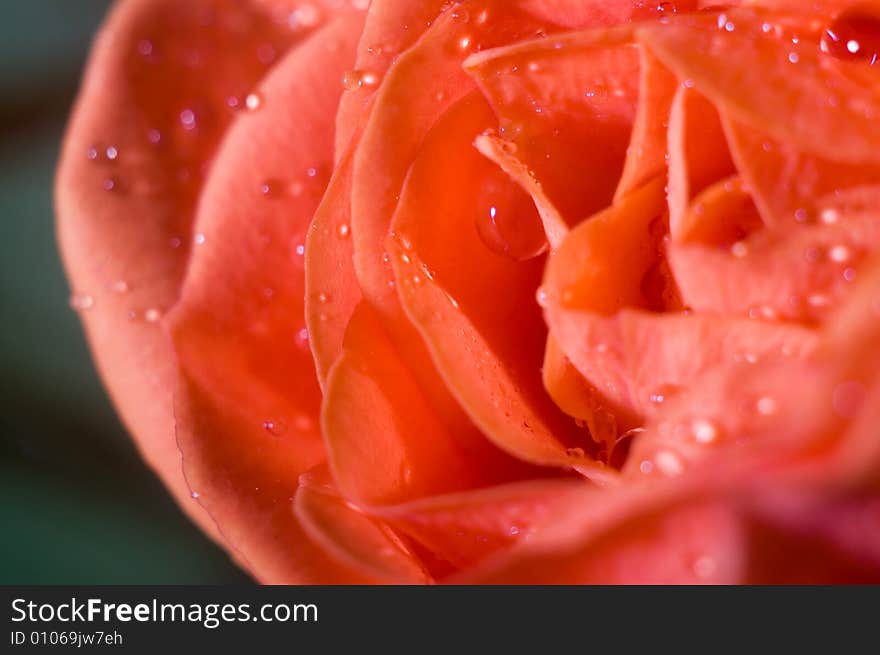 A macro shot of beautiful wet roses on green background