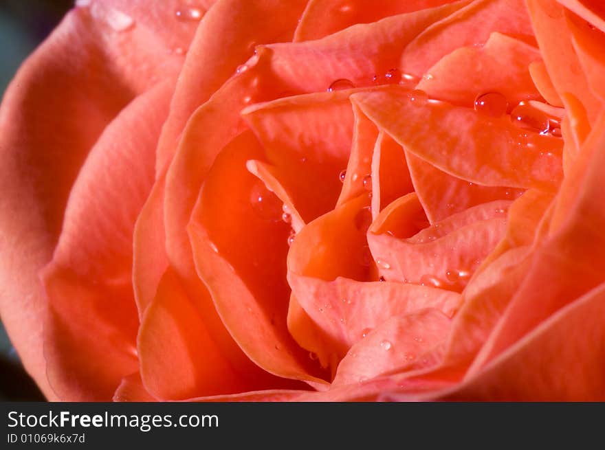 A macro shot of beautiful wet roses on green background