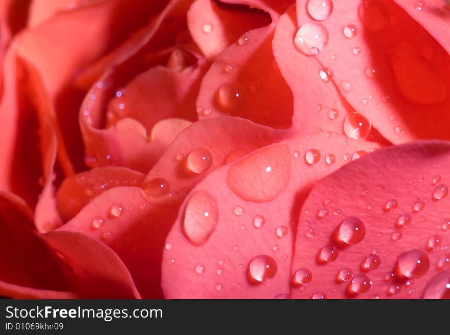 Beautiful magenta wet roses, a macro shot