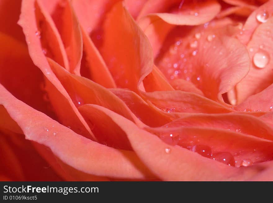 Beautiful wet roses, a macro shot