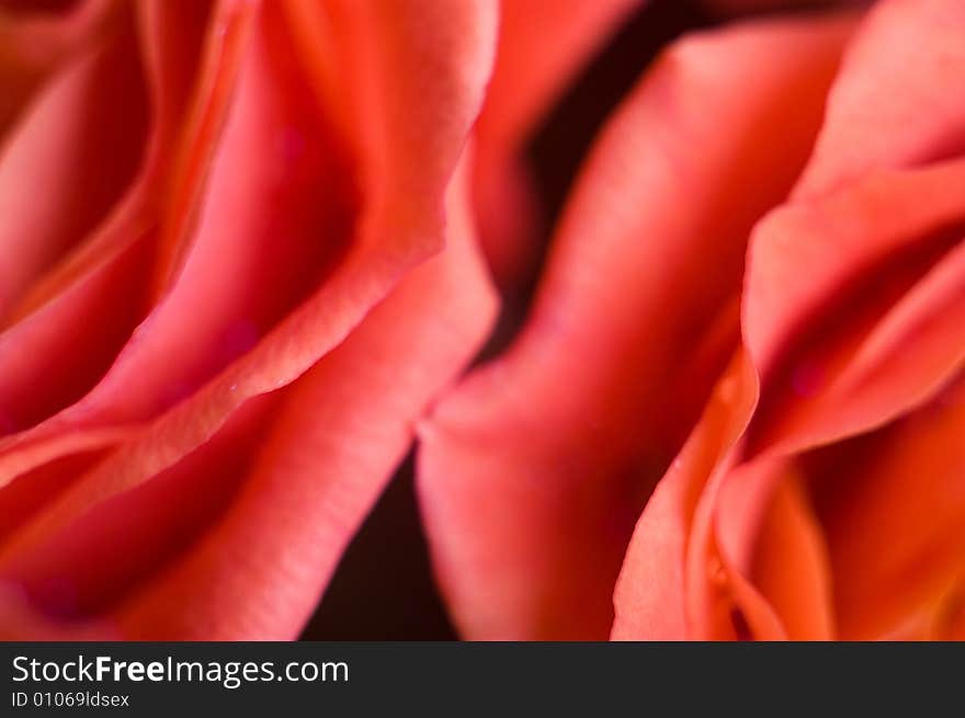 Beautiful red roses on black background