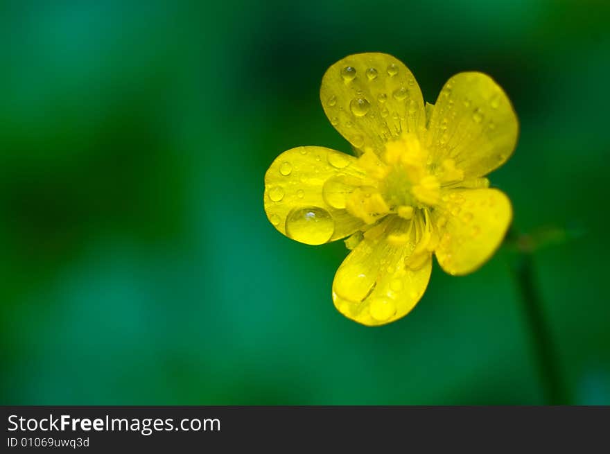 A Macro Shot Of Beautiful Yellow Buttercup