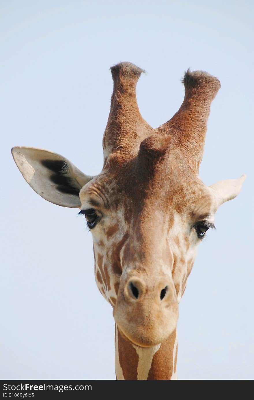 Detail Of Giraffe Head